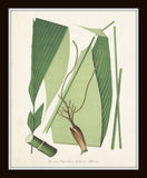 Palm Fronds Print Set No. 1