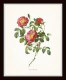 Redoute Roses Floral Botanical Print Set No. 22