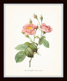 Redoute Roses Floral Botanical Print Set No. 5