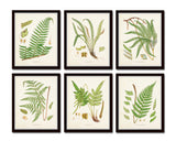 British Ferns Print Set No. 25