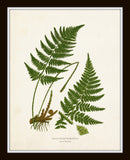 Vintage Fern Print Set No. 34 - Fine Art Giclee Prints