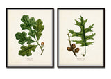 Oak Leaf Botanical Print Set No. 5