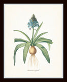 Blue Botanical Print Set No. 7 - Fine Art Giclee Prints