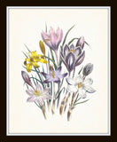 Spring Garden Botanical Print Set No. 6 - Fine Art Giclee Prints