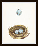 Watercolor Nest and Egg Print Set - Fine Art Giclee Prints