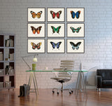 Papillon Butterfly Print Set No.12 - Vintage Butterfly Print Set