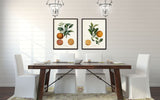 Vintage Citrus Orange Botanical Print Set