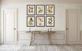 Vintage Bird and Botanical Print Set No. 2