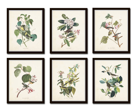 Audubon Birds Print Set No. 24