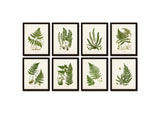 Vintage Fern Print Set No. 34 - Fine Art Giclee Prints