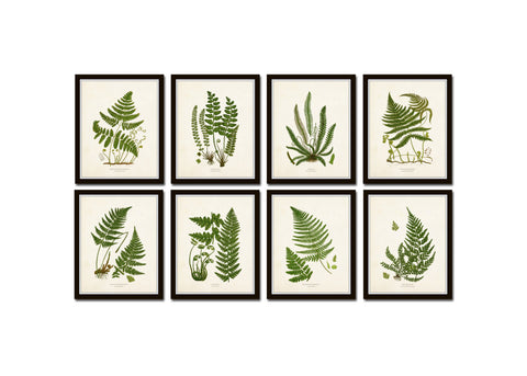 Vintage Fern Print Set No. 34 - Fine Art Giclee Prints