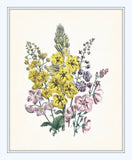 Spring Garden Botanical Print Set No. 6 - Fine Art Giclee Prints