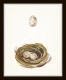 Watercolor Nest and Egg Print Set - Fine Art Giclee Prints