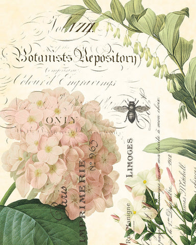 Spring Study Collage Plate 3 - Botanical Art Print