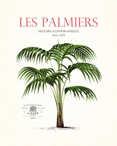 Vintage French Palm Tree Collage No.7 - Botanical Print