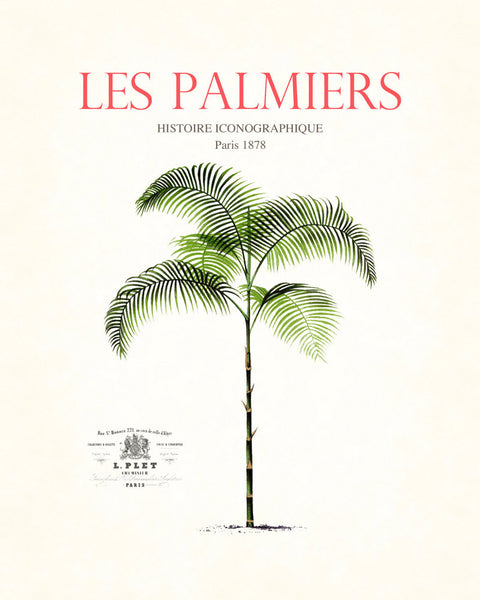 Vintage French Palm Tree Collage No. 13 - Botanical Print