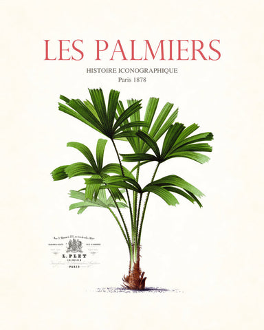 Vintage French Palm Tree Collage No. 35 - Botanical Print