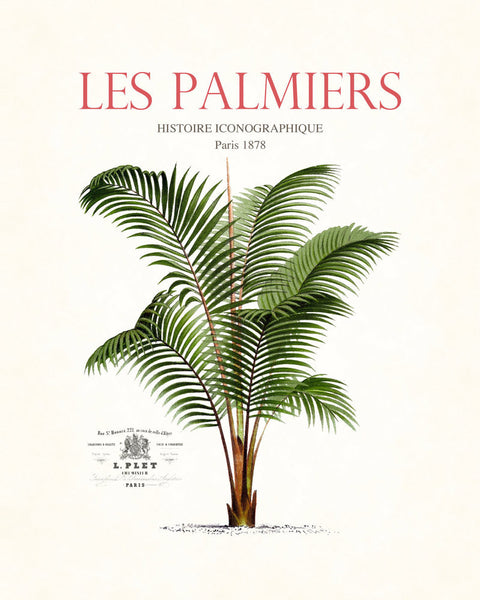 Vintage French Palm Tree Collage No. 36 - Botanical Print
