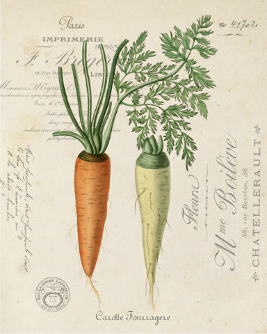 Vintage French Carrot Collage - Botanical Art Print