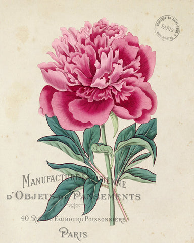 Vintage French Peony No.1 Botanical Print