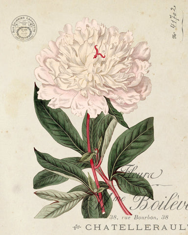 Vintage French Peony No.2 Botanical Print