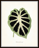 Vintage Botanical Tropical Leaf Series No. 7