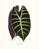 Vintage Botanical Tropical Leaf Series No. 4