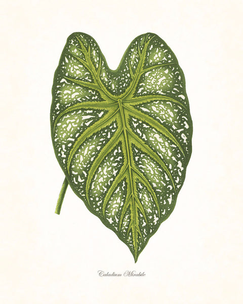 Vintage Botanical Tropical Leaf Series No. 6