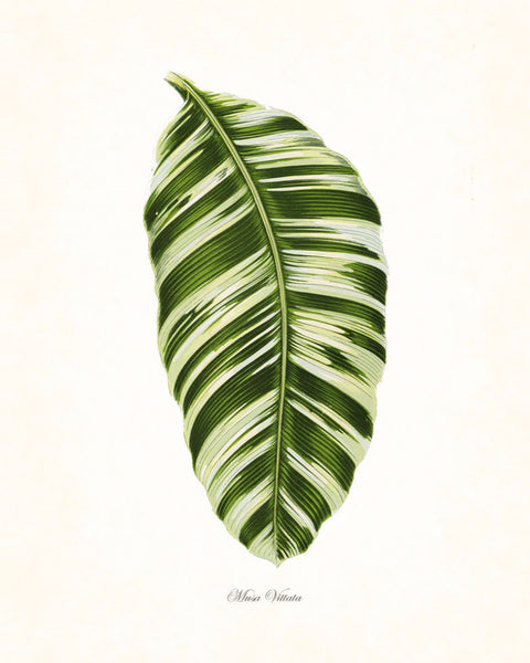 Vintage Botanical Tropical Leaf Series No. 1