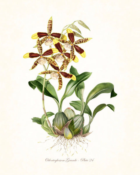 Vintage Orchid Flower Series No.24 - Botanical Print