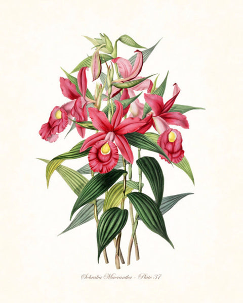 Vintage Orchid Flower Series No.37 - Botanical Print