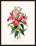Vintage Orchid Flower Series No.37 - Botanical Print