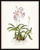 Vintage Orchid Flower Series No.9 - Botanical Print
