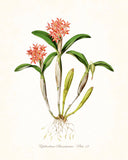 Vintage Orchid Flower Series No.12- Botanical Print