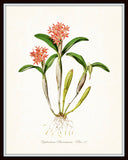 Vintage Orchid Flower Series No.12- Botanical Print