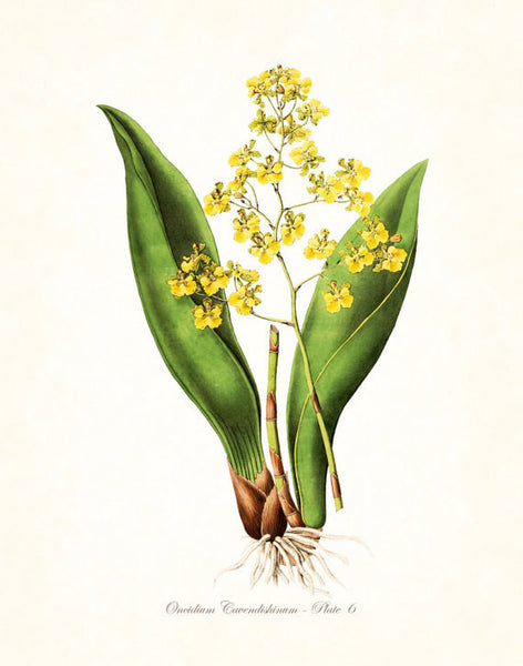 Vintage Orchid Flower Series No.6 - Botanical Print