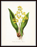Vintage Orchid Flower Series No.6 - Botanical Print