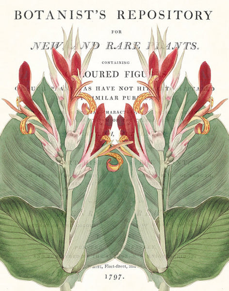 Vintage Botanical Canna Collage No. 32