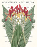 Vintage Botanical Canna Collage No. 30