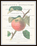 Vintage Botanical Apple Collage No. 2