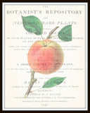 Vintage Botanical Apple Collage No. 4