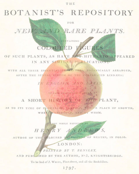 Vintage Botanical Apple Collage No. 4