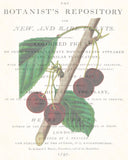 Vintage Botanical Cherry Collage No. 3