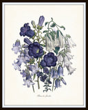 Fleurs de Jardin Blue Series No.3 - Botanical Art Print