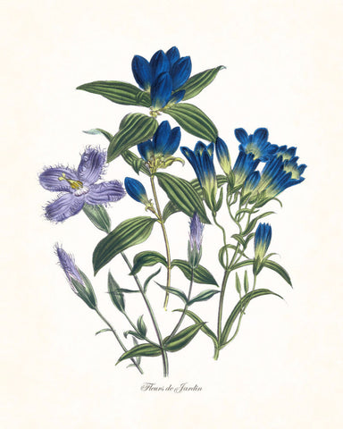 Fleurs de Jardin Blue Series No.5 - Botanical Art Print
