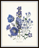 Fleurs de Jardin Blue Series No.6 - Botanical Art Print