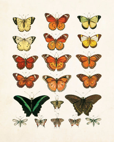 Vintage Butterfly Series Plate No. 1