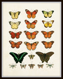 Vintage Butterfly Series Plate No. 1