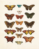 Vintage Butterfly Series Plate No. 2