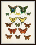 Vintage Butterfly Series Plate No. 3